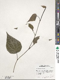 Image of Piper crocatum