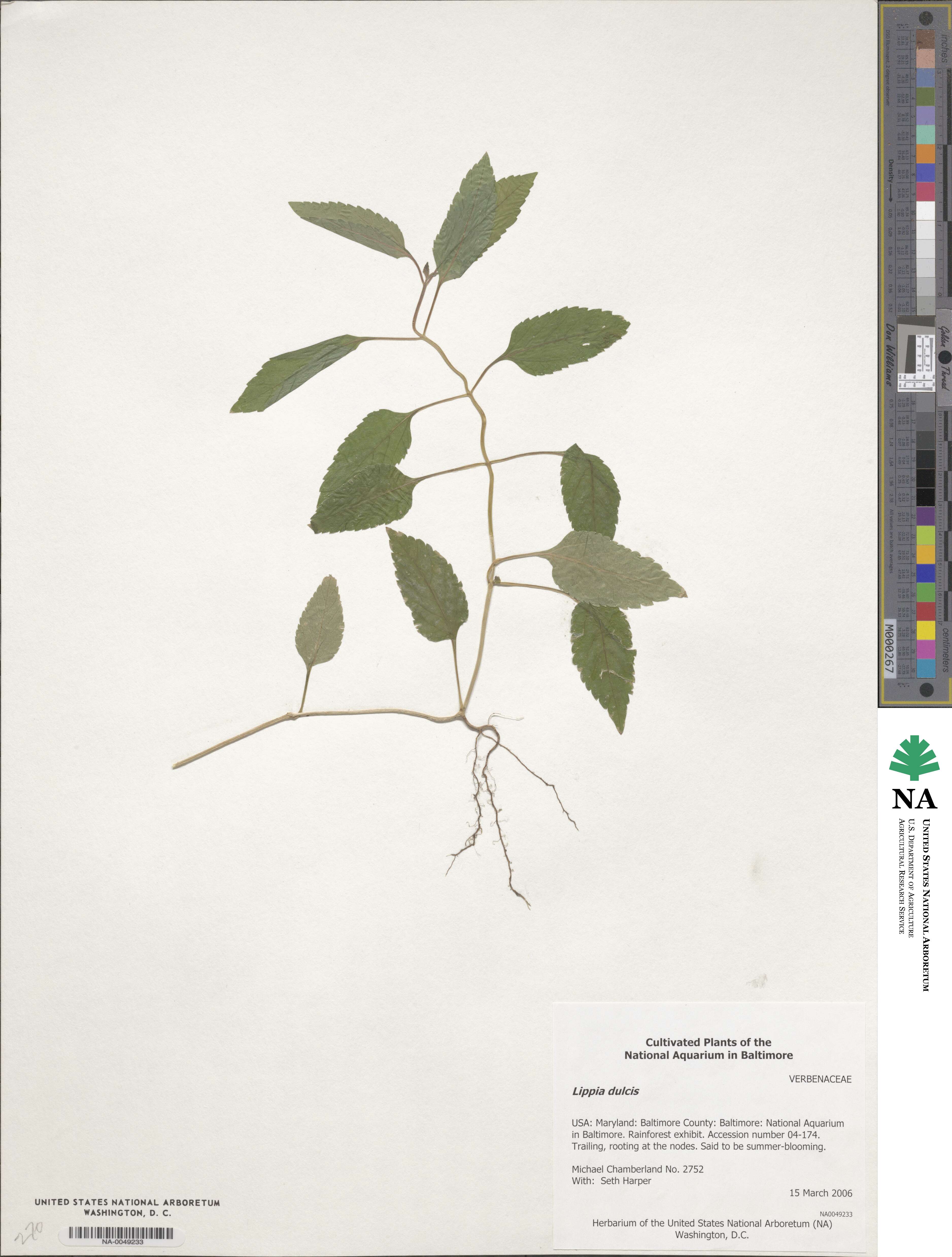Lippia dulcis image