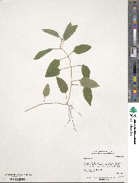 Lippia dulcis image