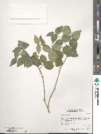 Eugenia uniflora image