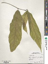 Image of Theobroma bicolor