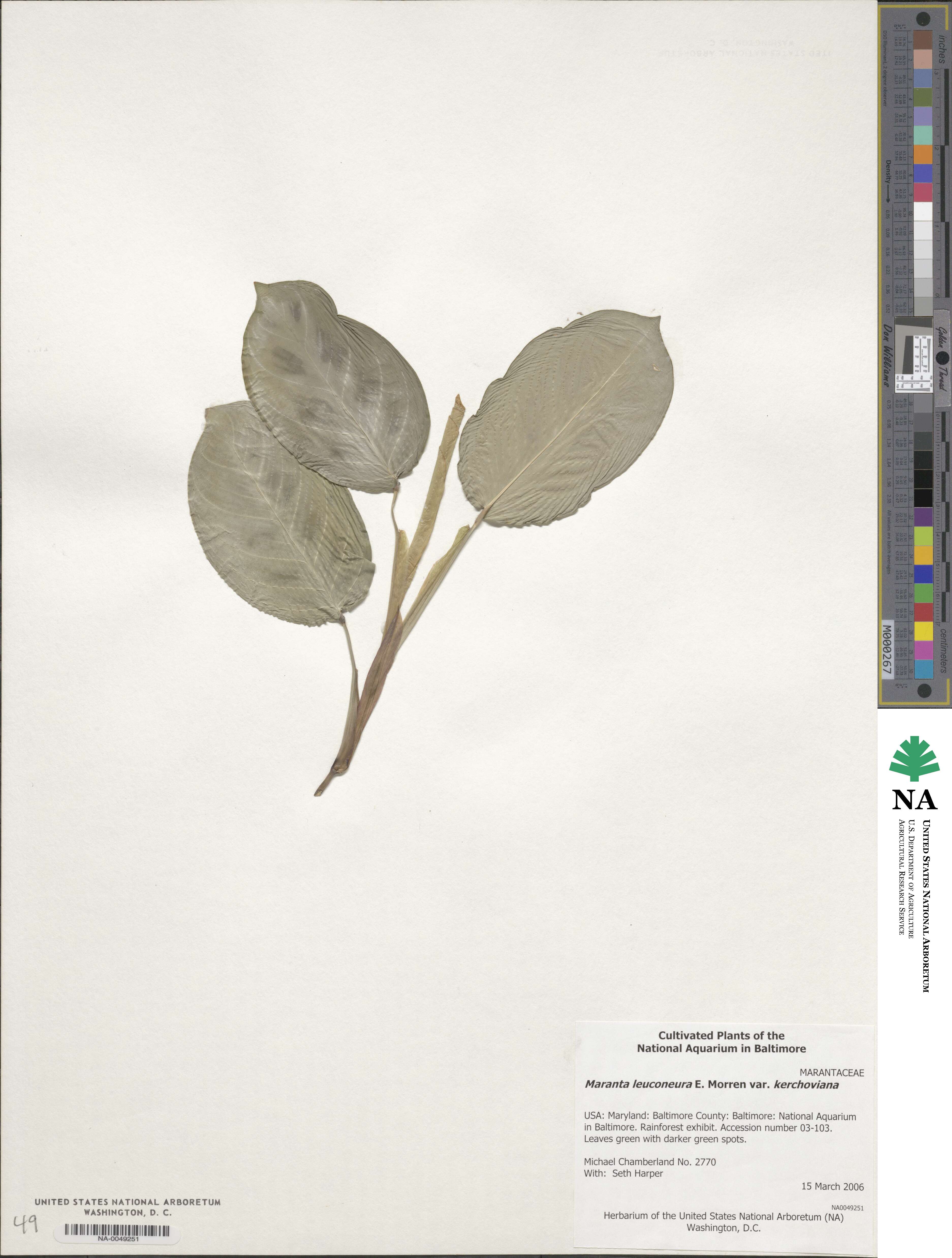 Maranta leuconeura image
