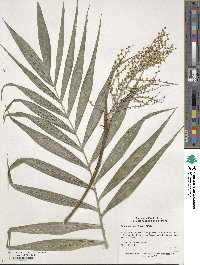 Chamaedorea elegans image