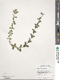 Bacopa caroliniana image