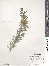 Callistemon viminalis image