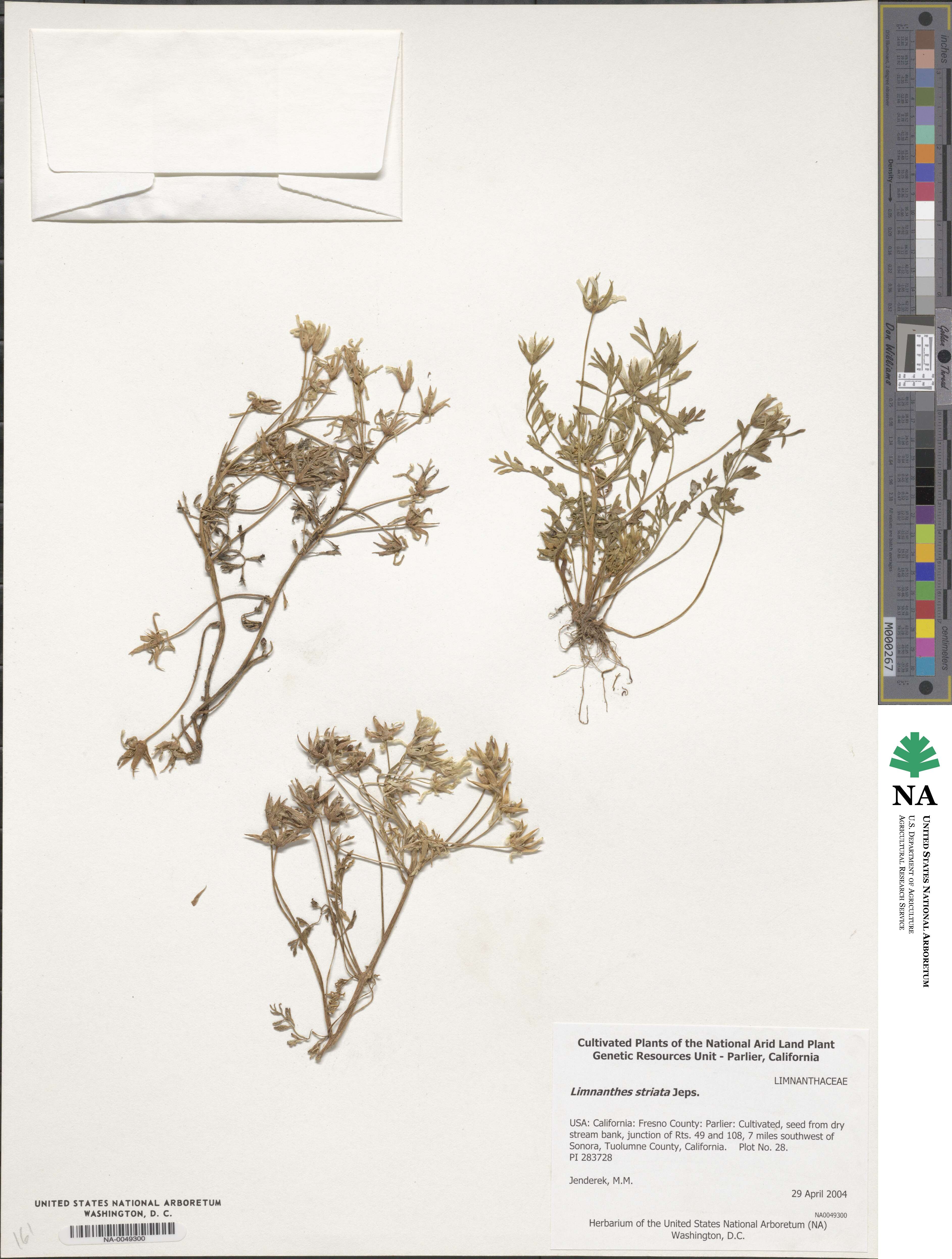 Limnanthes douglasii subsp. striata image