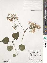 Syringa pubescens image