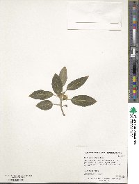 Pachysandra axillaris image