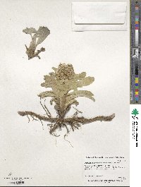 Petasites japonicus image