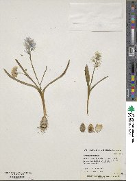 Puschkinia scilloides image