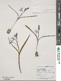 Image of Scilla luciliae