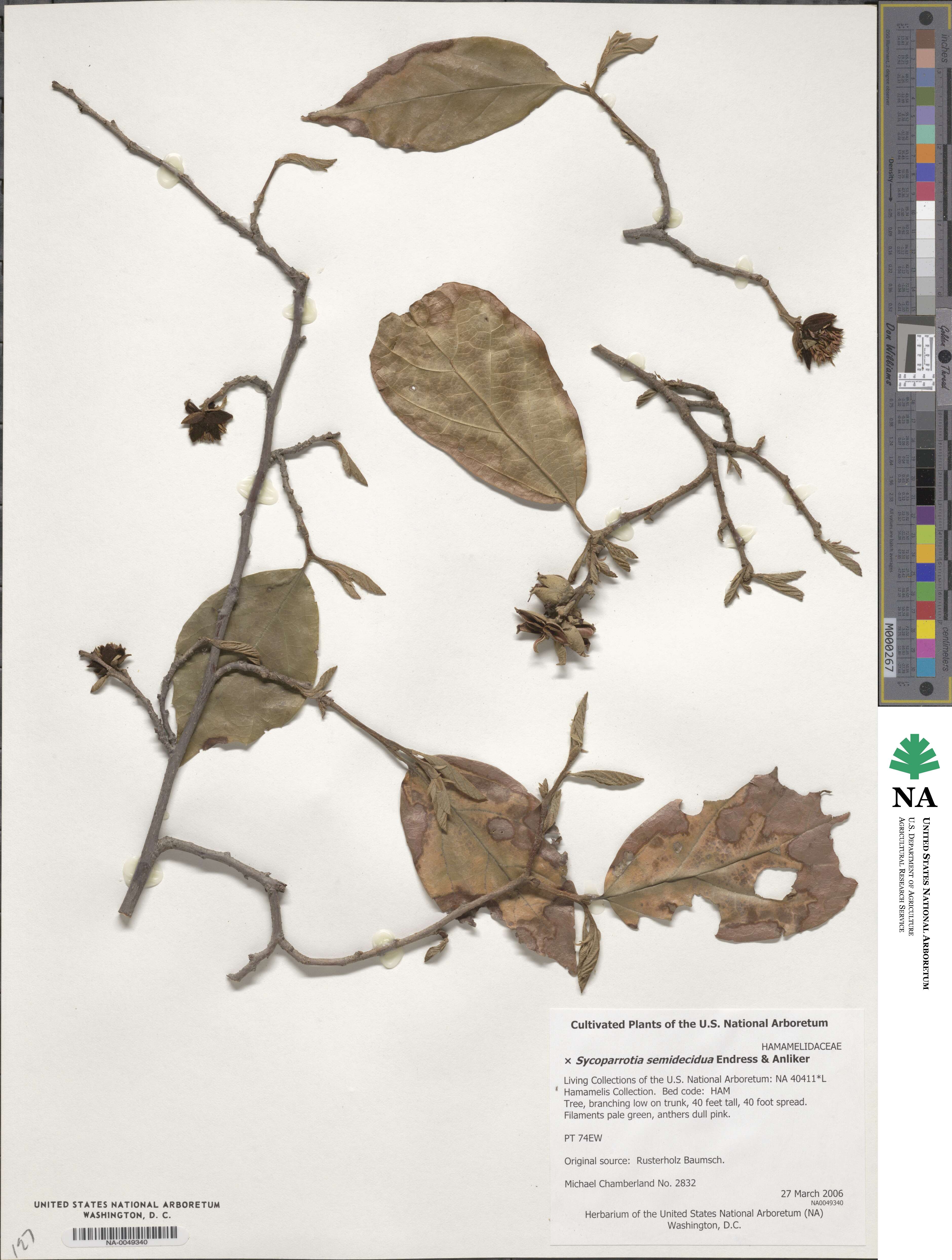 ×Sycoparrotia semidecidua image