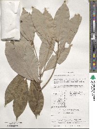 Machilus thunbergii image