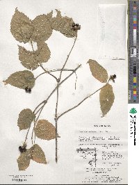 Rhodotypos scandens image