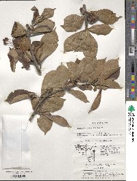 Pourthiaea villosa image