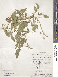 Glycine max subsp. soja image