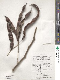 Gleditsia japonica var. japonica image