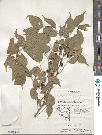 Prunus japonica var. nakaii image