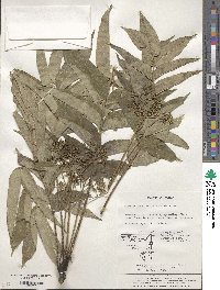 Zanthoxylum ailanthoides image