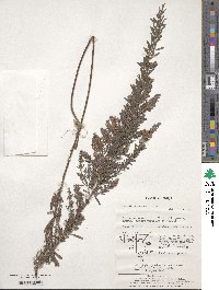 Lespedeza cuneata image