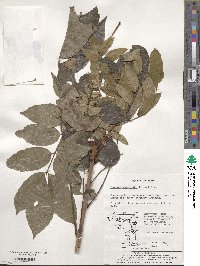 Picrasma quassioides image