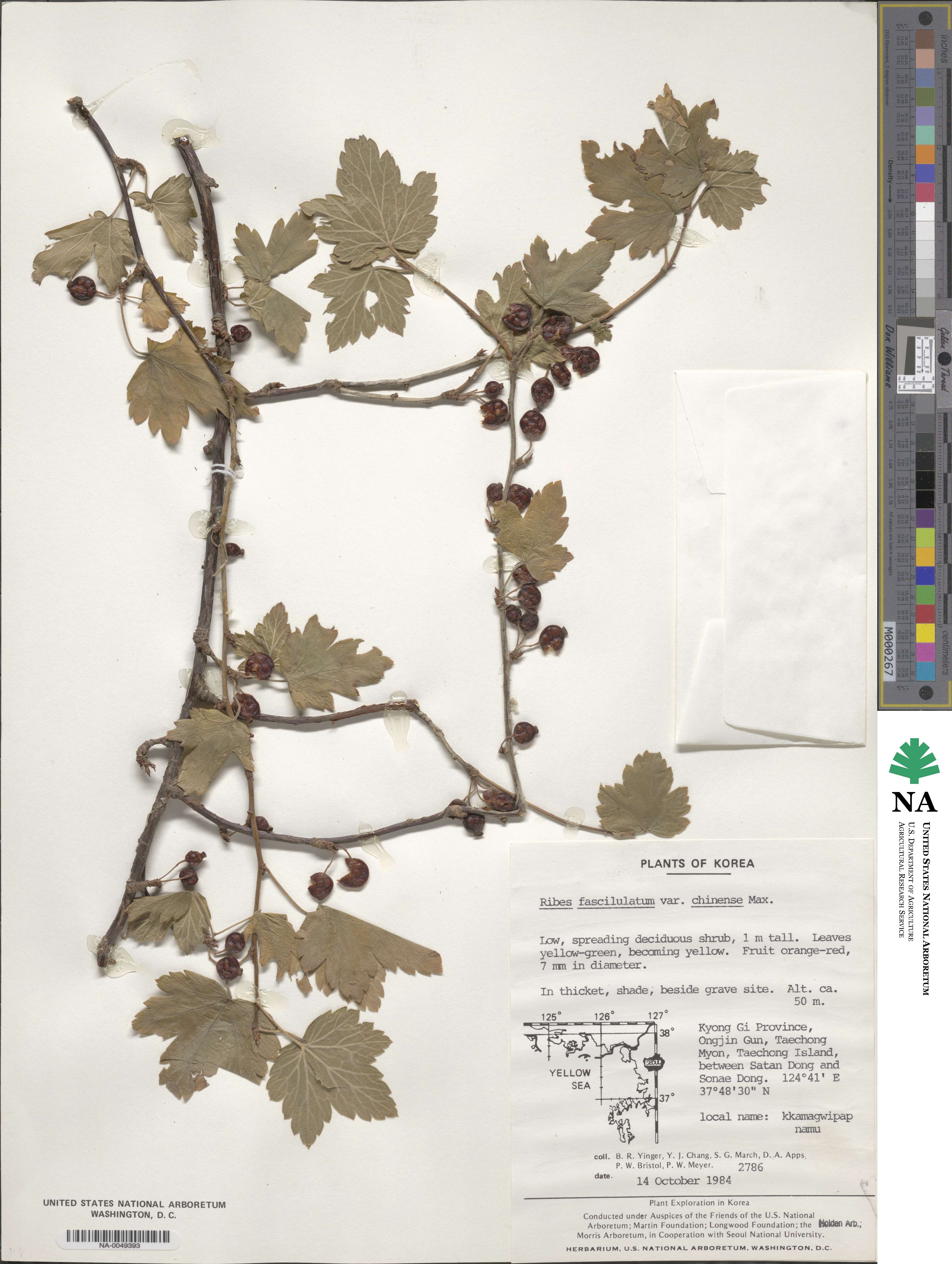 Ribes fasciculatum image