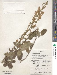 Lespedeza tomentosa image