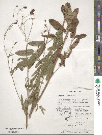 Sanguisorba officinalis image