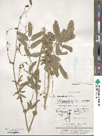 Sanguisorba officinalis image