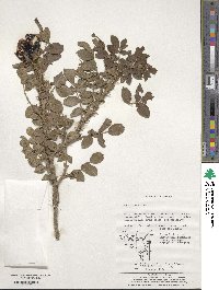 Rosa rugosa image