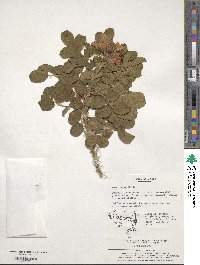 Rosa rugosa image