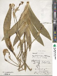 Iris dichotoma image