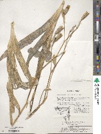 Iris dichotoma image