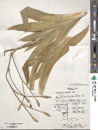 Iris dichotoma image