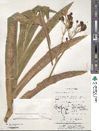 Iris domestica image