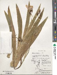 Iris domestica image