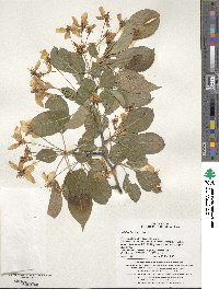 Malus baccata image