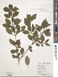 Viburnum burejaeticum image