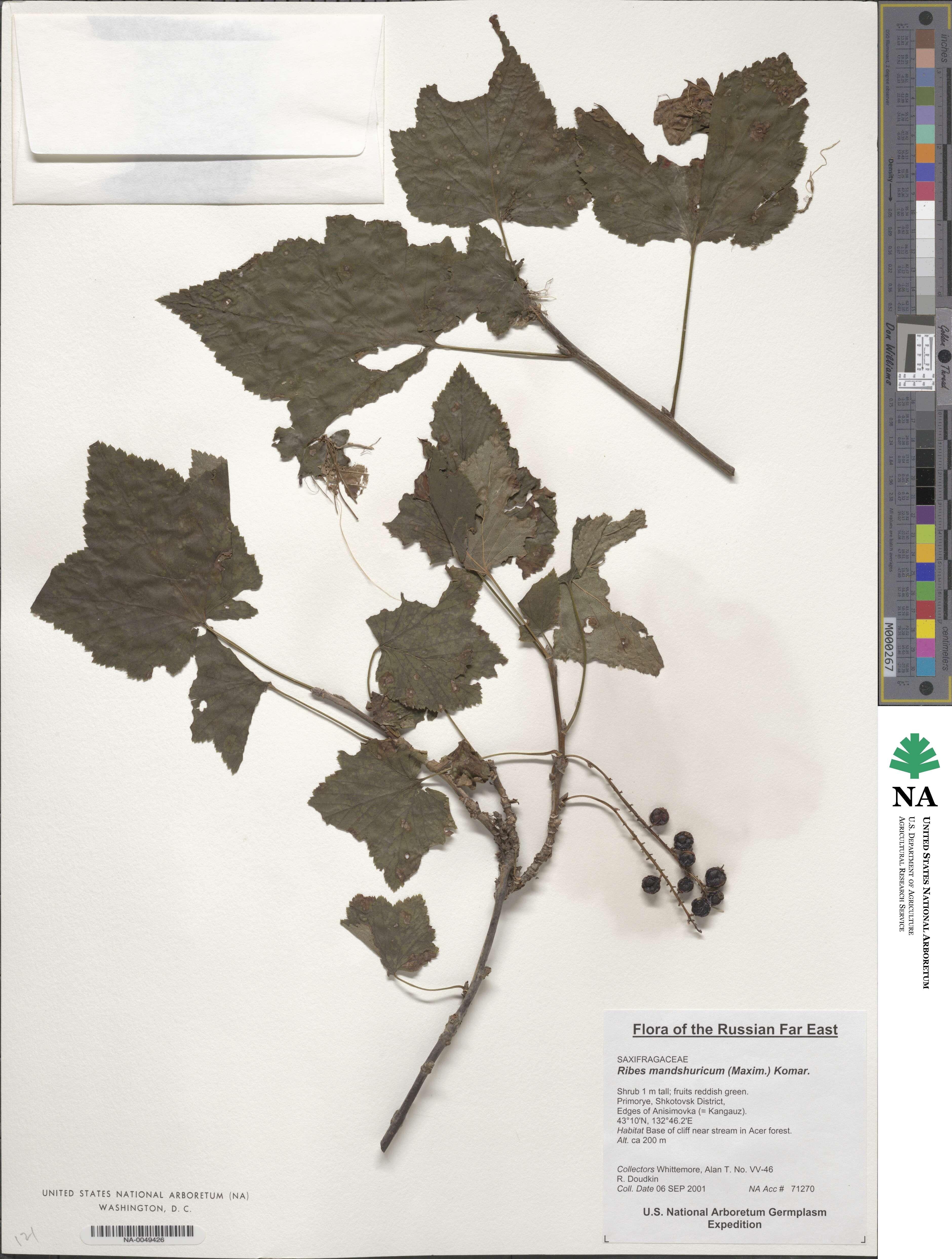 Ribes mandshuricum image
