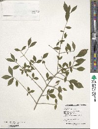 Euonymus alatus image