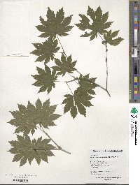 Acer pseudosieboldianum image