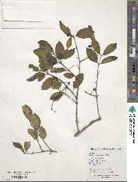 Lonicera ruprechtiana image