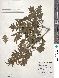 Crataegus pinnatifida image