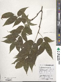 Phellodendron amurense image