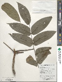 Juglans mandshurica image