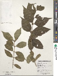 Lonicera maackii image