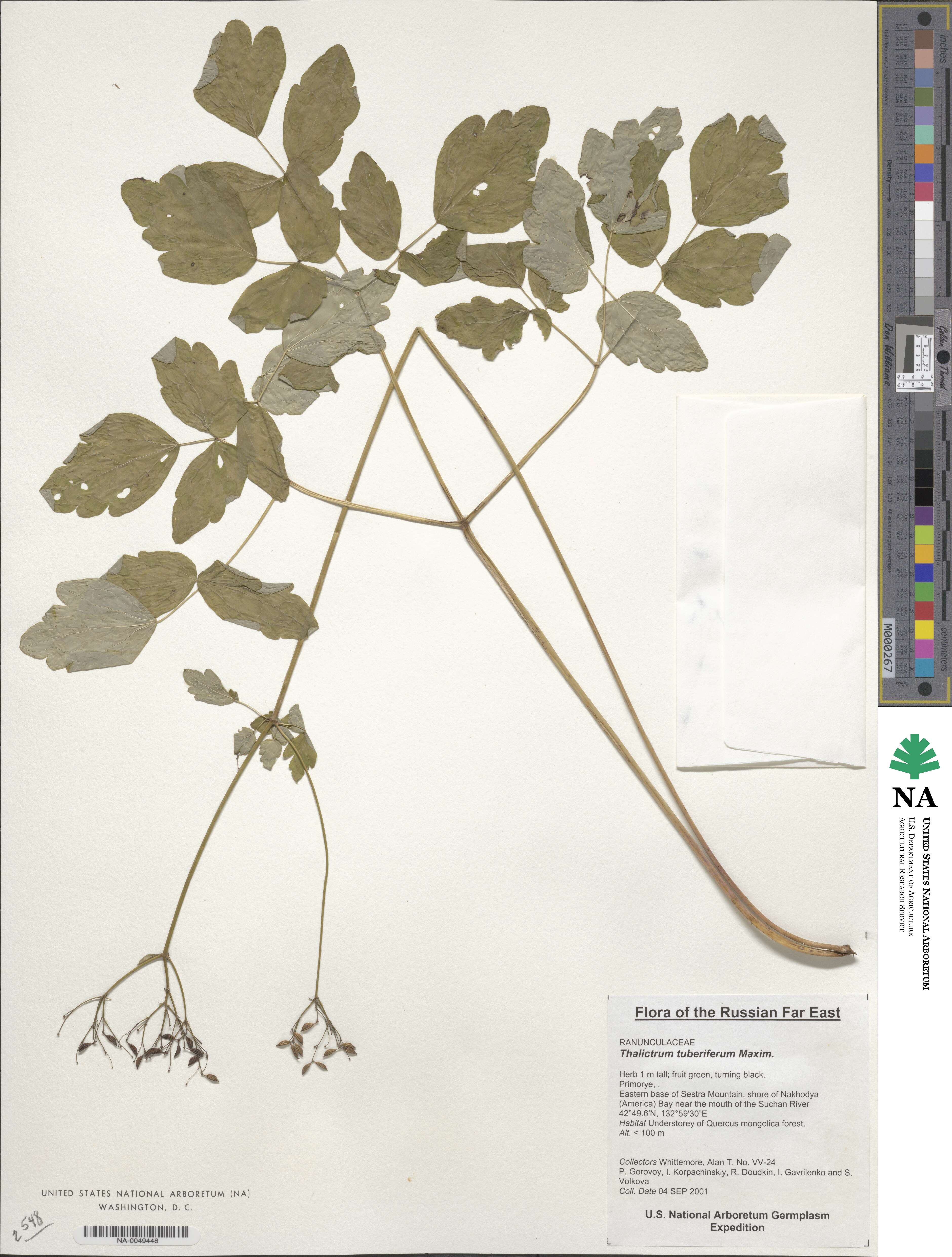 Thalictrum tuberiferum image