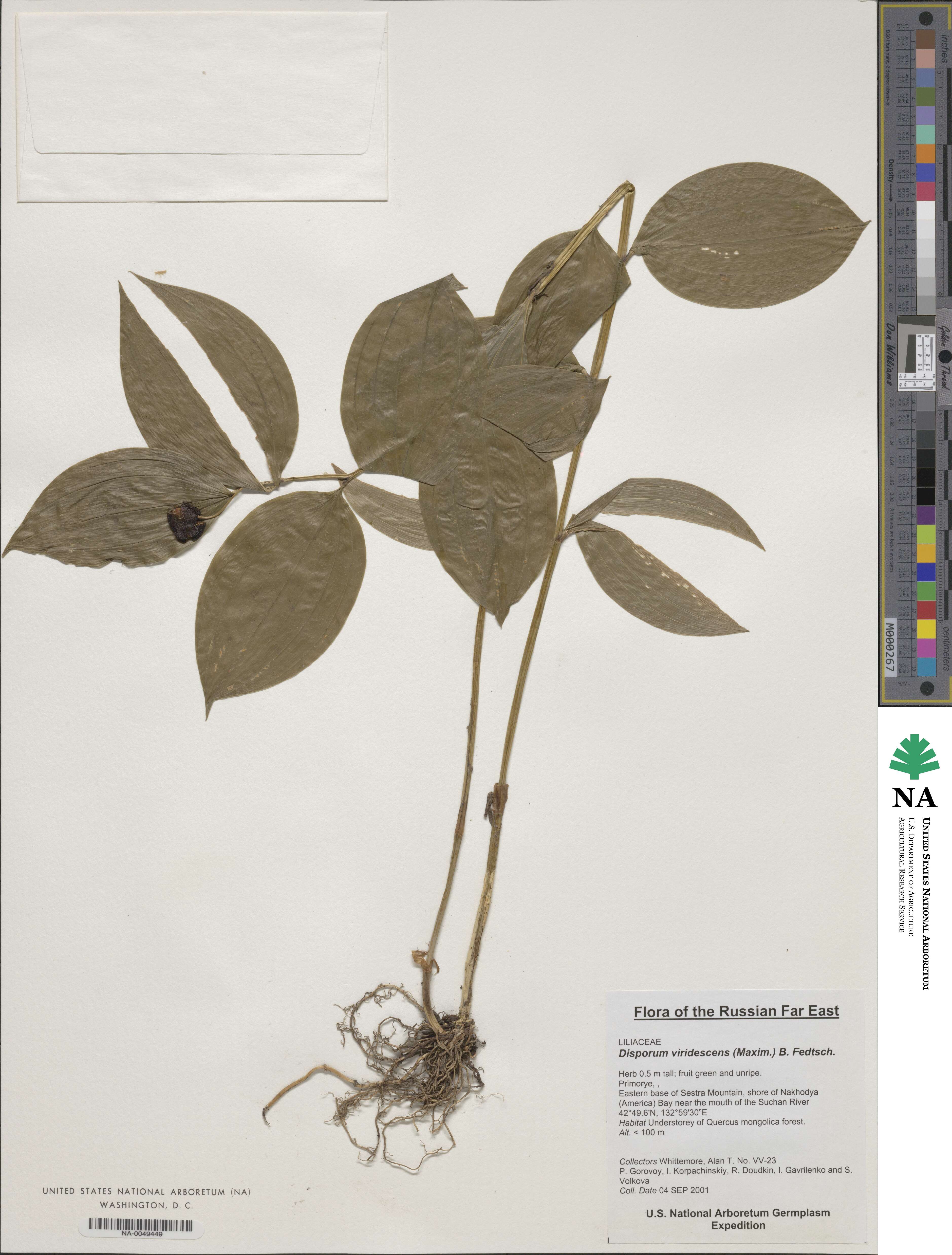 Disporum viridescens image