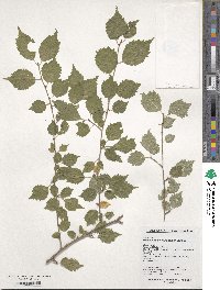 Crataegus maximowiczii image