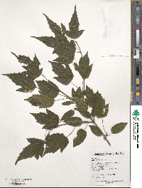 Acer tataricum subsp. ginnala image